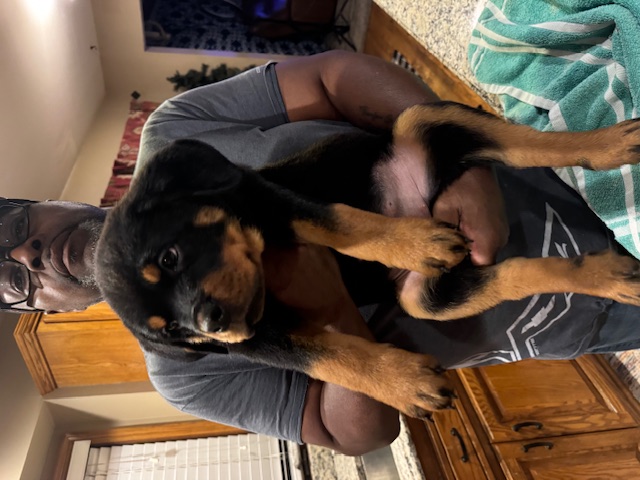 Kai and Kobe Female Puppy 1