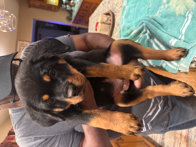 Kai and Kobe Female Puppy 3