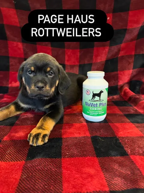 Karma — Available Female Rottweiler Puppy