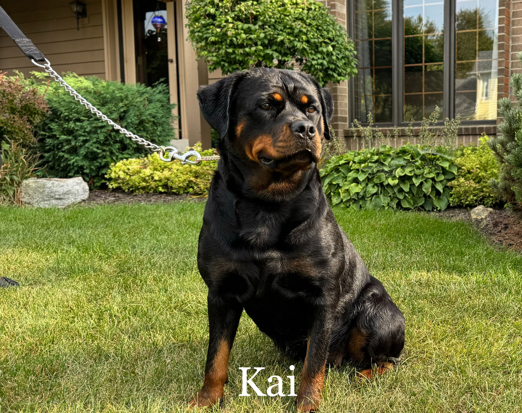 Kai (F) Rottweiler stacked