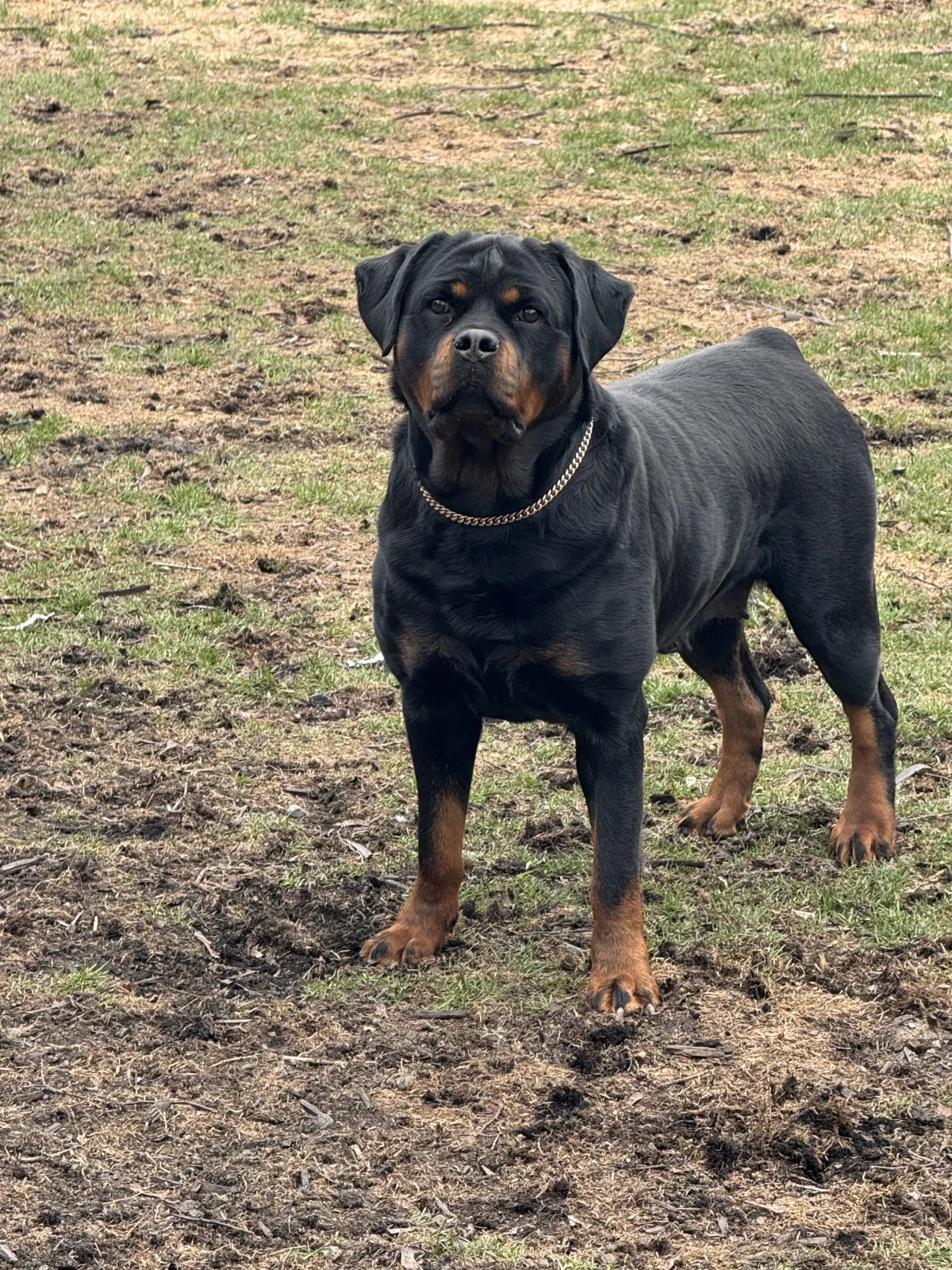 Kai (F) Rottweiler