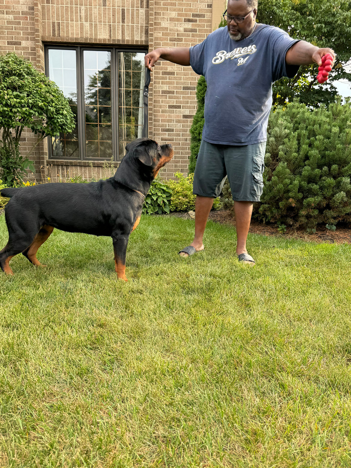 Playful Rottweiler puppies socialized with families