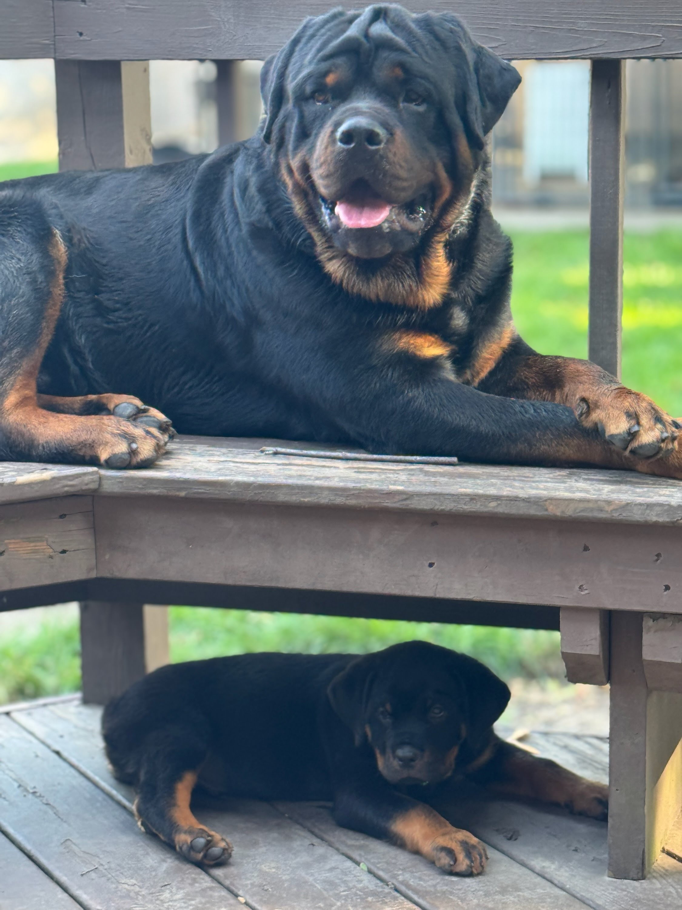 Page Haus puppy standing beside its dam in the yard